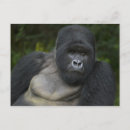 Search for silverback gorilla postcards Ape