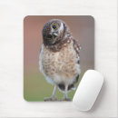 Search for burrowing mousepads Owl