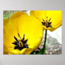 Search for yellow tulip posters Floral
