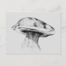 Search for boletus postcards Nature