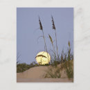 Search for sea oat postcards Gulf of mexico