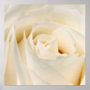 Search for soft rose posters Flower
