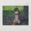 Search for gray squirrel postcards Grey