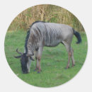 Search for wildebeest stickers Gnu