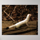 Search for ermine posters Weasel