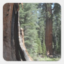 Search for sequoia stickers National