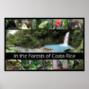 Search for costa rica rainforest posters Nature
