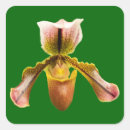 Search for orchid flower stickers Nature