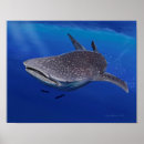 Search for whale shark posters Illustration