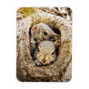 Search for long magnets Animals in the wild