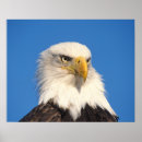 Search for balding posters Profile