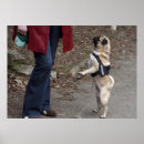 Search for cute funny pugs posters Adorable