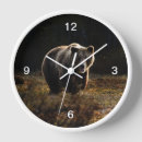 Search for bear clocks Wildlife