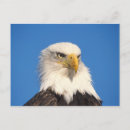 Search for threatened postcards Wildlife