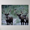 Search for herd posters Wildlife