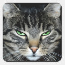 Search for angry cat stickers Kitten