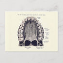 Search for funny dentist postcards Vintage