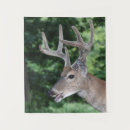 Search for white tail deer Antlers