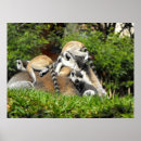 Search for ring tailed art Nature