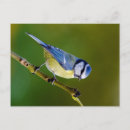 Search for tits postcards Animal