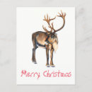 Search for caribe postcards Antlers