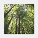 Search for timber tree Bush