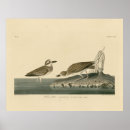 Search for plover posters Lithograph