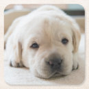 Search for resting barware Pet