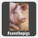 Search for small pig stickers Vegan