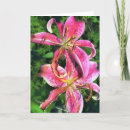 Search for stargazer Floral