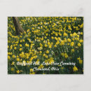 Search for yellow daffodil postcards White