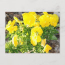 Search for pansy flower postcards Garden