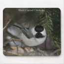 Search for capped chickadee electronics Bird