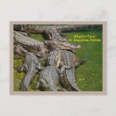 Search for sharp postcards Wildlife