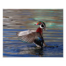 Search for flap art Waterfowl