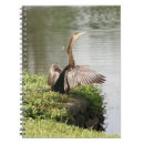 Search for anhinga Animals