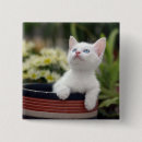 Search for kittens badges Cat
