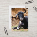 Search for funny photography business cards Animals