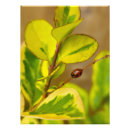 Search for ladybirds posters Green