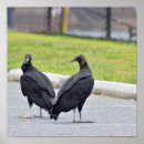 Search for vulture Birds