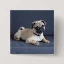 Search for sad animal badges Pug