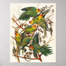 Search for vintage parrot art Antique