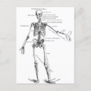 Search for anatomy postcards Biology
