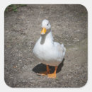 Search for white ducks stickers Birds