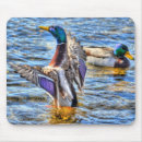 Search for mallard bird mousepads Drake