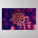 Search for human egg posters Horizontal