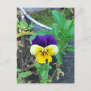 Search for yellow blossoms postcards Purple