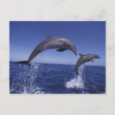 Search for bottlenose postcards Porpoising