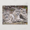 Search for white leopard postcards Leopards