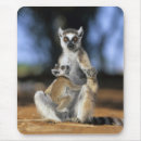 Search for ring tailed mousepads Wild